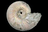 Iridescent, Pyritized Ammonite (Quenstedticeras) Fossil - Russia #175021-1